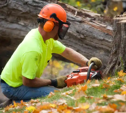 tree services Waynesboro